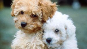 How Much Does It Really Cost to Buy and Raise a Puppy in London