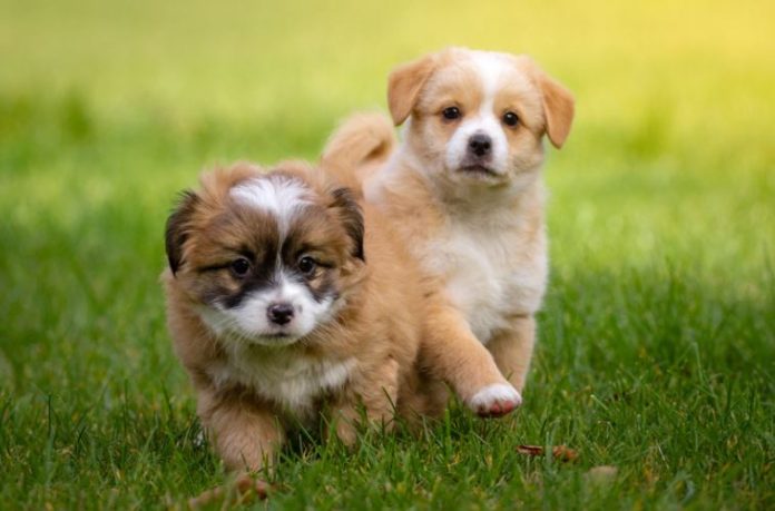 Top 10 places to find puppies for sale in London