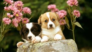 What Legal Requirements Must Be Met When Buying a Puppy in London