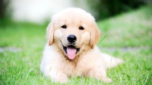 Why Is Buying a Puppy in London a Decision That Requires Careful Research