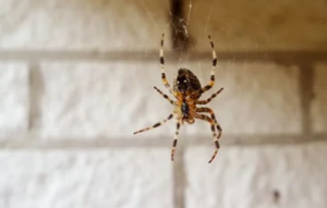 Most Common Household Spiders