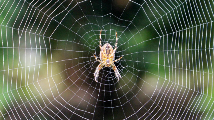 Spiders Are the Most Commonly Encountered Household Pests in the UK