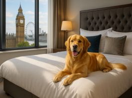 dog friendly places to stay in london
